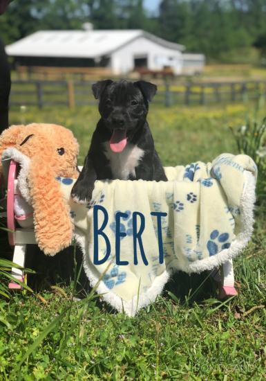 Bert *ADOPTED*