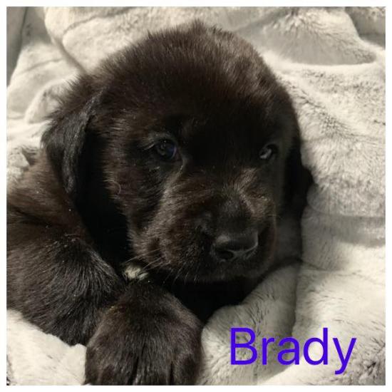 Brady *ADOPTED*