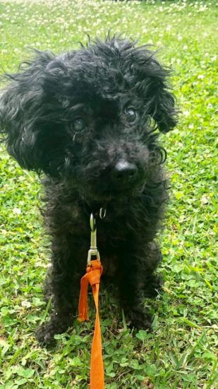 Indy *ADOPTED*