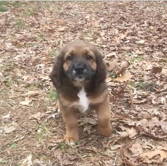 Carolina *ADOPTED*