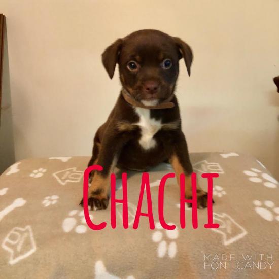 Chachi *ADOPTED*