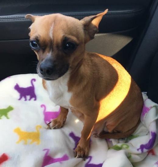Chiquita Banana