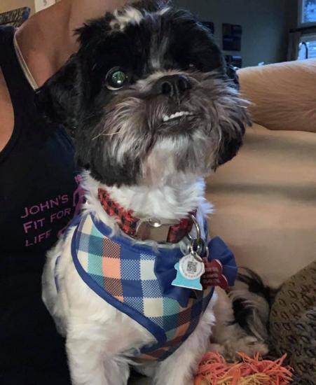 Cooper *ADOPTED*