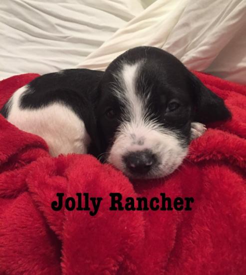 Jolly Rancher *ADOPTED*
