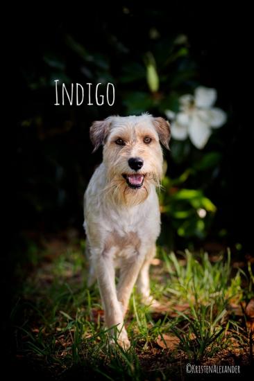 Indigo *ADOPTED*