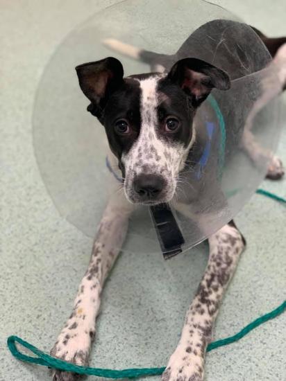 Rayna *ADOPTED*