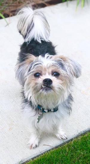 Saint *ADOPTED*