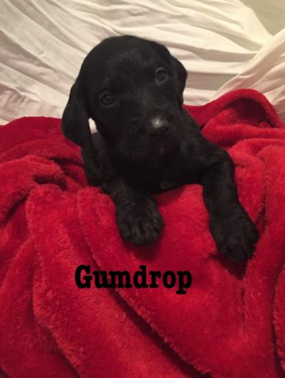 Gumdrop *ADOPTED*