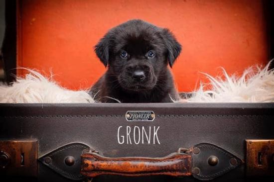 Gronk *ADOPTED*