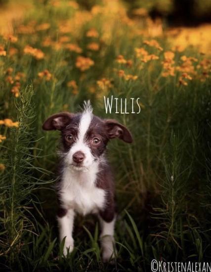 Willis *ADOPTED*