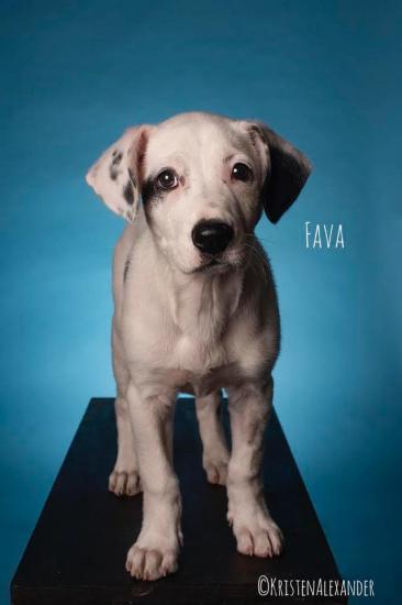 Fava *ADOPTED*