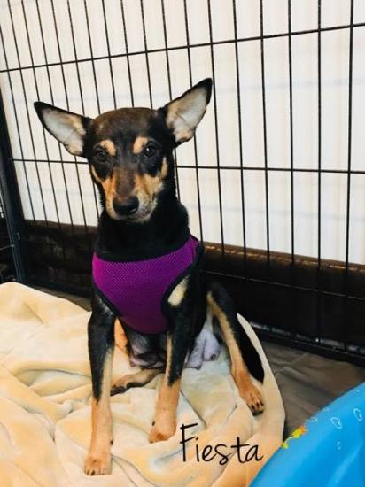 Fiesta *ADOPTED*