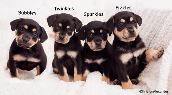 Twinkles *ADOPTED*