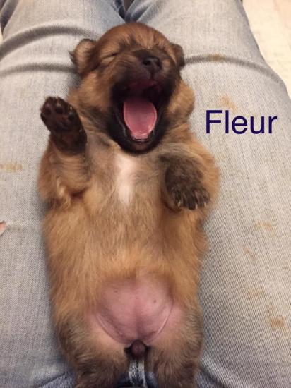 Fleur  *ADOPTED*