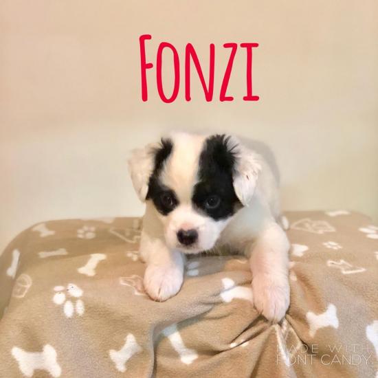 Fonzi *ADOPTED*