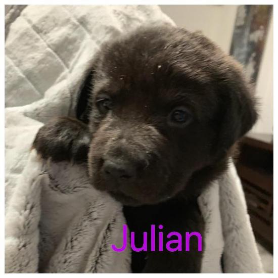 Julian *ADOPTED*