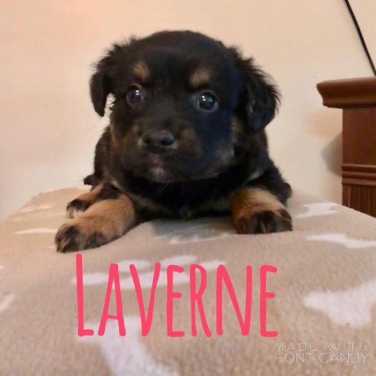 Laverne *ADOPTED*