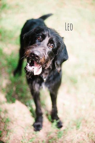 Leo *ADOPTED*