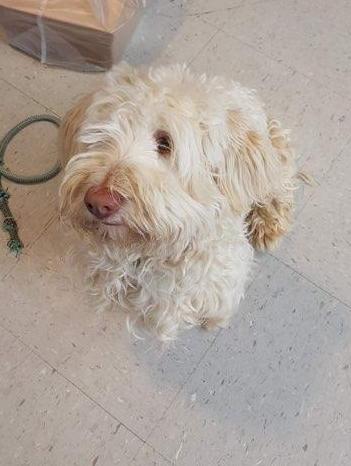 Maddox *ADOPTED*