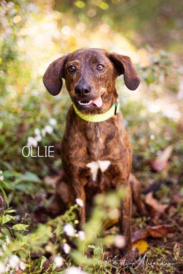 Ollie *ADOPTED*