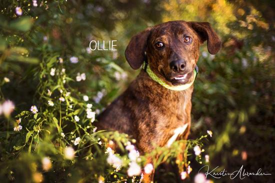 Ollie *ADOPTED*