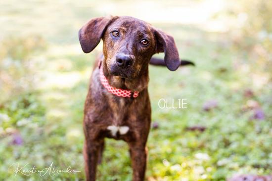 Ollie *ADOPTED*