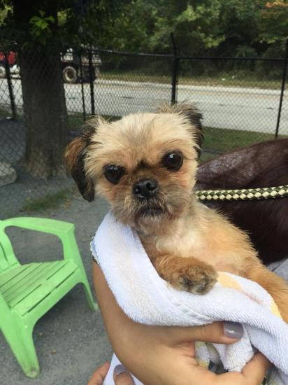 Petunia *ADOPTED*