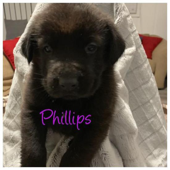 Phillips *ADOPTED*