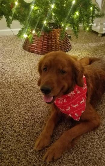 Ruby *ADOPTED*