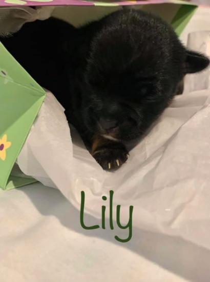 Lily *ADOPTED*