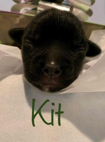 Kit *ADOPTED*