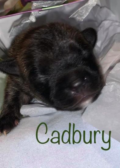 Cadbury *ADOPTED*