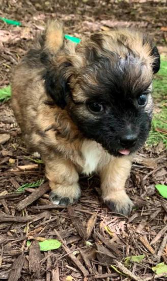 Carrot *ADOPTED*