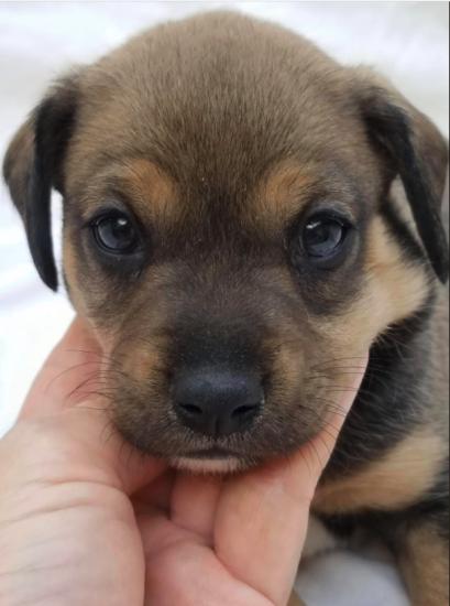 Laika *ADOPTED*