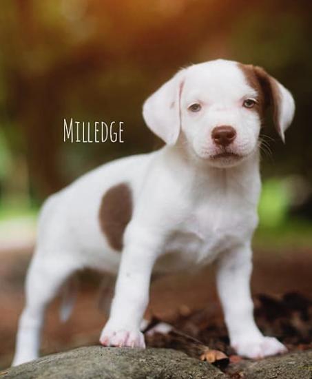 Milledge *ADOPTED*