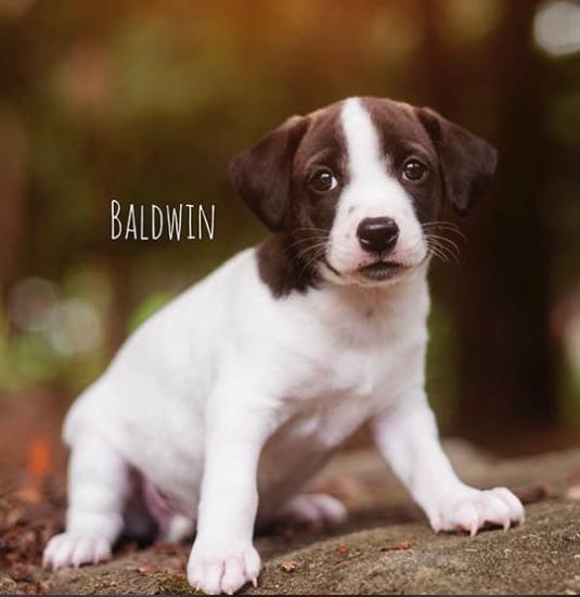 Baldwin *ADOPTED*