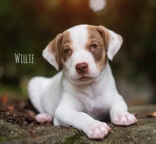 Willie *ADOPTED*