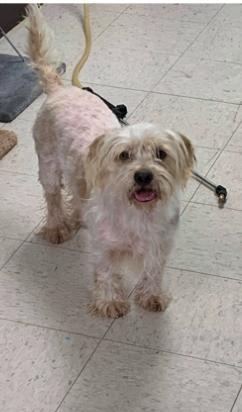 Rocky *ADOPTED*