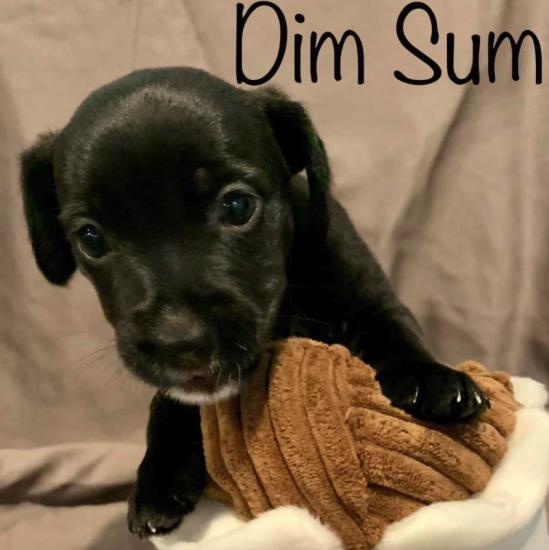 Dim Sum *ADOPTED*