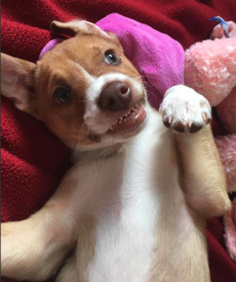 Oliver *ADOPTED*