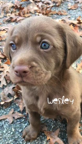 Wesley *ADOPTED*