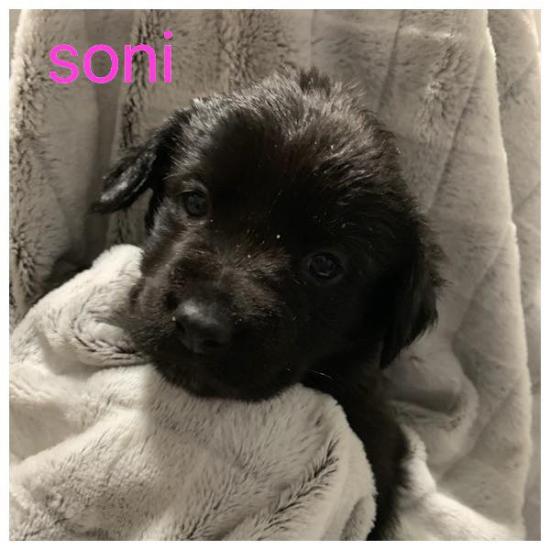 Soni *ADOPTED*