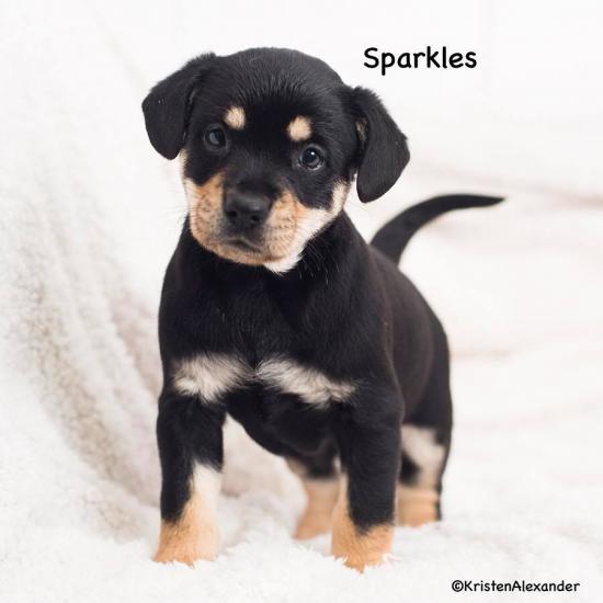 Sparkles *ADOPTED*