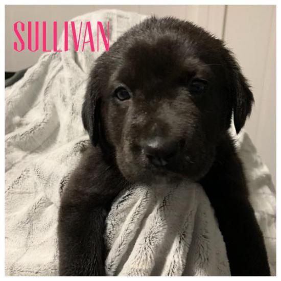 Sullivan *ADOPTED*