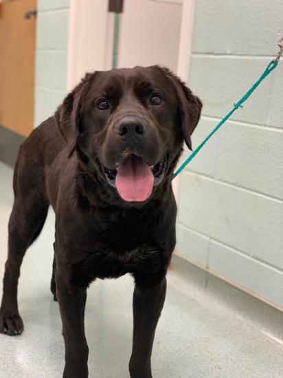Sutton  *ADOPTED*