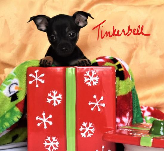 Tinkerbell *ADOPTED*
