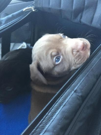Zane *ADOPTED*