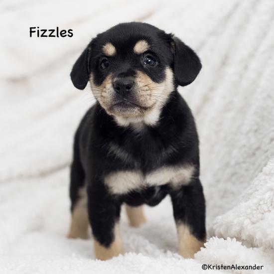 Fizzles *ADOPTED*