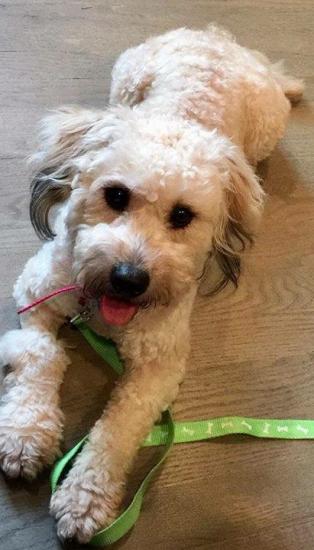 Scout *ADOPTED*